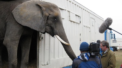 dieren in het circus